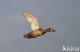 Pochard (Aythya ferina)