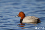 Pochard (Aythya ferina)