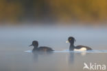 Tufted Duck (Aythya fuligula)