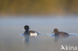 Tufted Duck (Aythya fuligula)