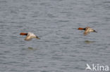 Pochard (Aythya ferina)