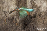 IJsvogel (Alcedo atthis)