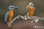 Kingfisher (Alcedo atthis)