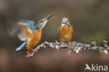 IJsvogel (Alcedo atthis)