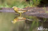 Geelgors (Emberiza citrinella)