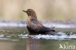 Merel (Turdus merula)