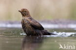 Merel (Turdus merula)