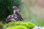 Red Crossbill (Loxia curvirostra)