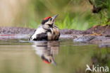 Great Spotted Woodpecker (Dendrocopos major)