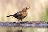 Merel (Turdus merula)