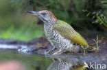 Groene Specht (Picus viridis)