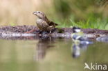 Red Crossbill (Loxia curvirostra)