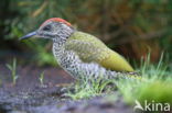 Eurasian Green Woodpecker (Picus viridis)