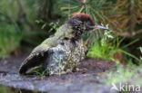 Eurasian Green Woodpecker (Picus viridis)