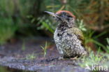 Eurasian Green Woodpecker (Picus viridis)