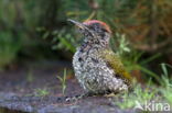 Groene Specht (Picus viridis)