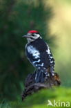 Great Spotted Woodpecker (Dendrocopos major)