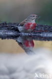 Eurasian Linnet (Carduelis cannabina)