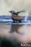 Merel (Turdus merula)