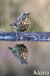 Song Thrush (Turdus philomelos)