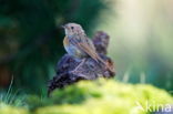 European Robin (Erithacus rubecula)