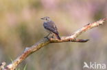 Common Redstart (Phoenicurus phoenicurus)