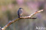 Common Redstart (Phoenicurus phoenicurus)