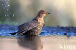 Eurasian Blackbird (Turdus merula)