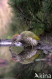 Eurasian Green Woodpecker (Picus viridis)