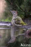 Eurasian Green Woodpecker (Picus viridis)