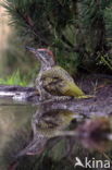 Eurasian Green Woodpecker (Picus viridis)