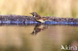 European Stonechat (Saxicola rubicola)