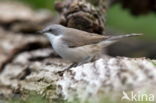 Lesser Whitethroat (Sylvia curruca)