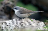 Lesser Whitethroat (Sylvia curruca)