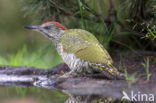 Eurasian Green Woodpecker (Picus viridis)