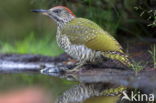 Groene Specht (Picus viridis)