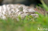 Sand Lizard (Lacerta agilis)