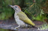 Eurasian Green Woodpecker (Picus viridis)