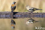 Vink (Fringilla coelebs)