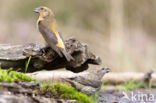 Red Crossbill (Loxia curvirostra)