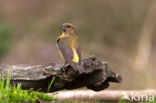 Red Crossbill (Loxia curvirostra)