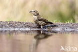 Red Crossbill (Loxia curvirostra)