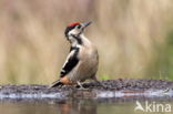 Great Spotted Woodpecker (Dendrocopos major)