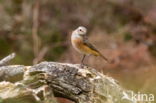 Common Redstart (Phoenicurus phoenicurus)