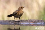 Eurasian Blackbird (Turdus merula)