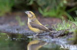 Vlaamse Gaai (Garrulus glandarius)