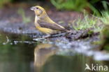 Eurasian Jay (Garrulus glandarius)