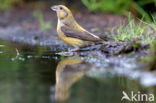 Vlaamse Gaai (Garrulus glandarius)