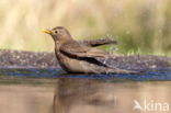 Merel (Turdus merula)