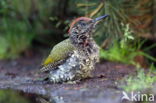 Eurasian Green Woodpecker (Picus viridis)